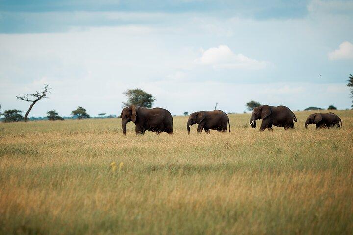 Wilde Tansania-Safari: Arusha, Tarangire, Ngorongoro, Serengeti