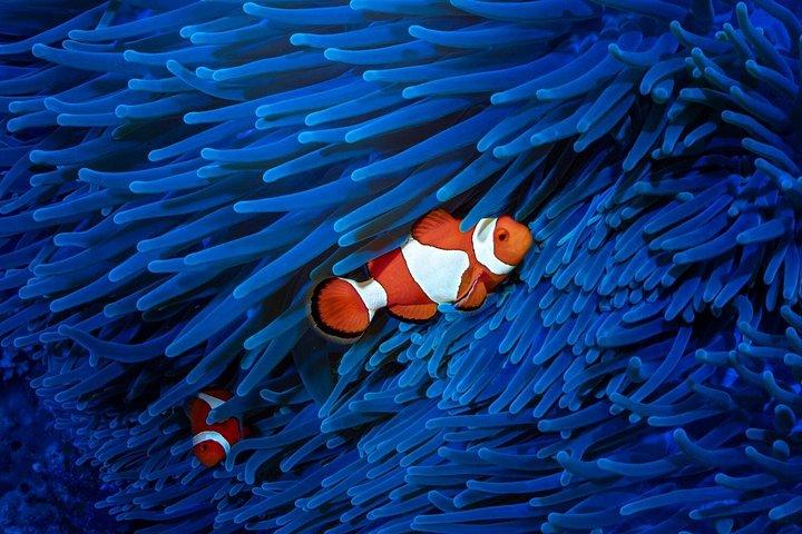 ケアンズ コアラと桟橋の生き物たち
