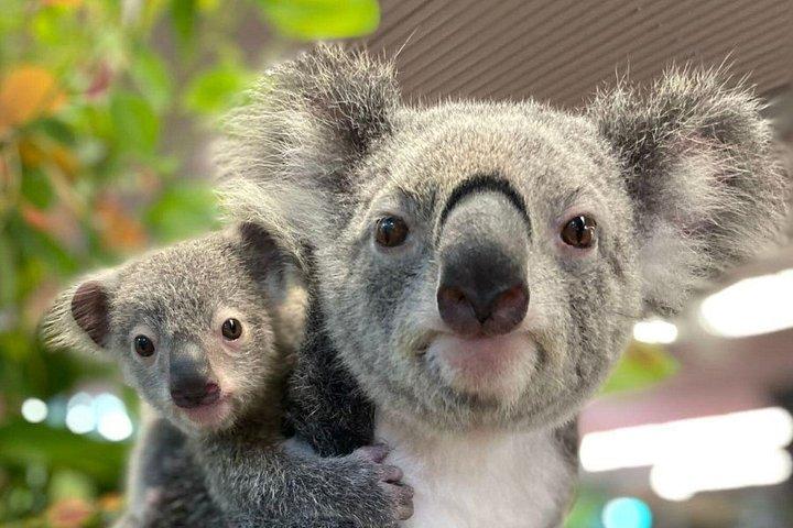 ケアンズ コアラと桟橋の生き物たち