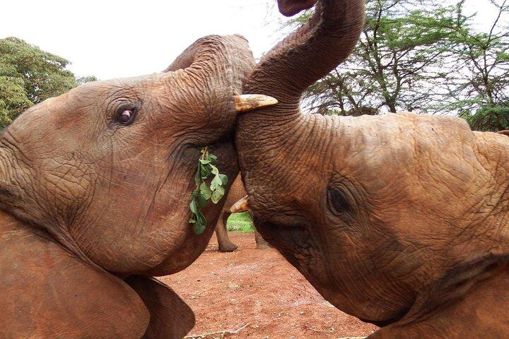 Elephants Orphanage & Giraffe Center Visite privée
