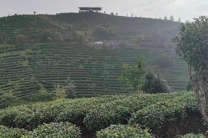 陽朔の七仙峰茶畑ツアー