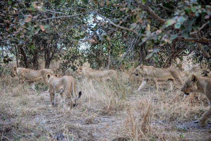 Chobe Nationalpark Tagestour — ab Livingstone