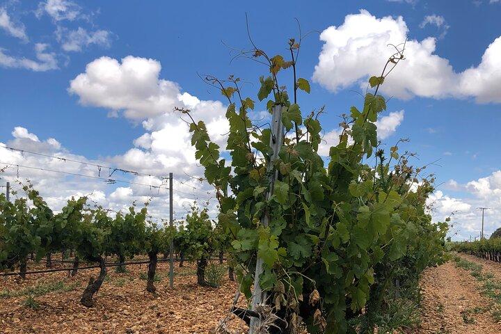 Rueda Weißweintour ab Madrid mit Michelin-Stern Mittagessen