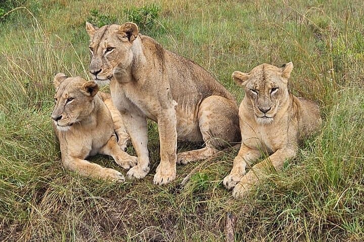 Nairobi National Park Safari – Big 4 Adventure Just Minutes Away