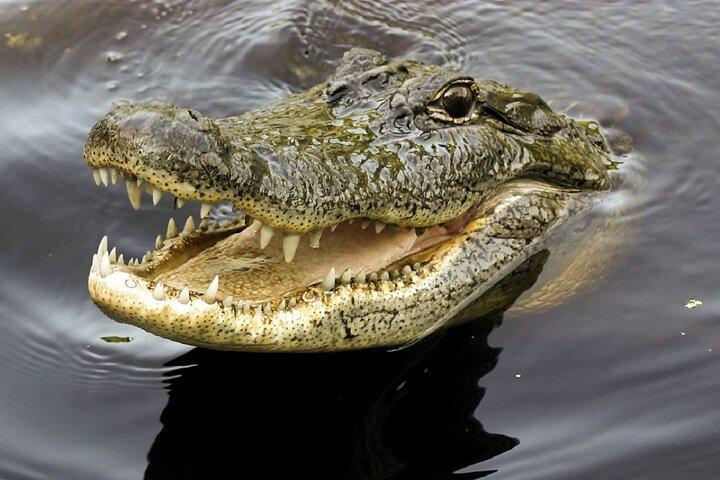 Sarawak Jong Crocodile Farm Educational Tour från Kuching