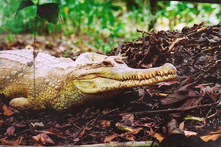 Sarawak Jong Crocodile Farm Educational Tour from Kuching