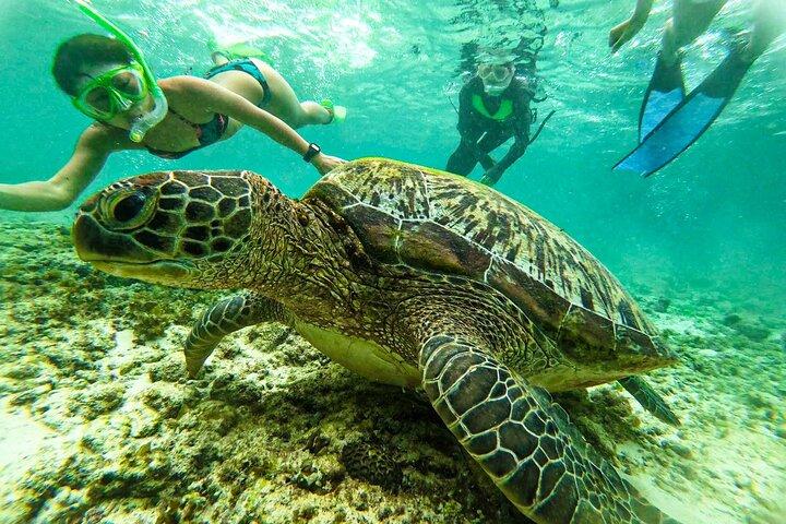 Oslob Whale Sharks and Moalboal Sardin Run, Sea Turtles Tour