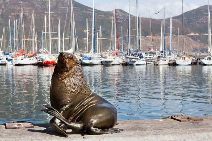 Cape Peninsula PRIVATE TOUR: Cape Point / Penguin / Seal island