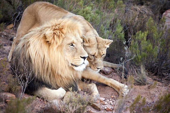 Big Five Safari with Lunch and Wine Tasting Experience