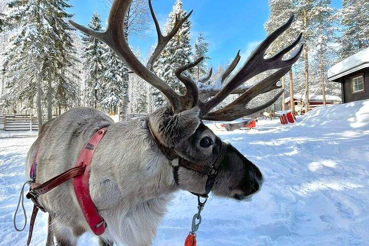 Husky e renne artiche, ciaspolate nella natura selvaggia