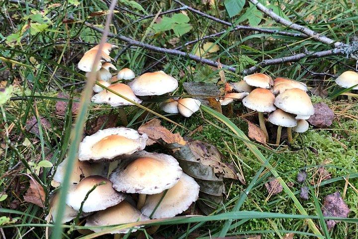 ラトビアのベスト、ユールマラ、ケメリN公園、クルディガ市、食べ物など