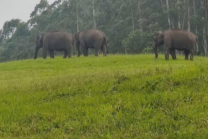ケララ州の丘陵地帯とバックウォーターでの5泊6日