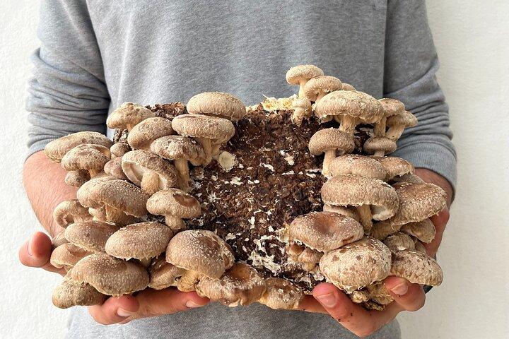 Visite guidée et dégustation en culture de champignons