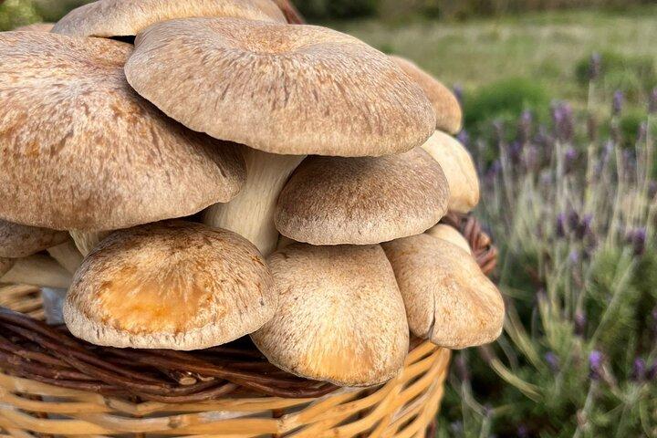 Visite guidée et dégustation en culture de champignons