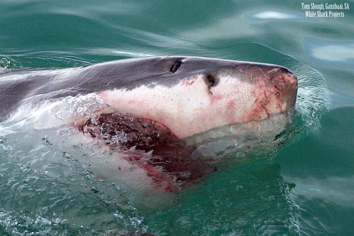 Shark Cage Diving