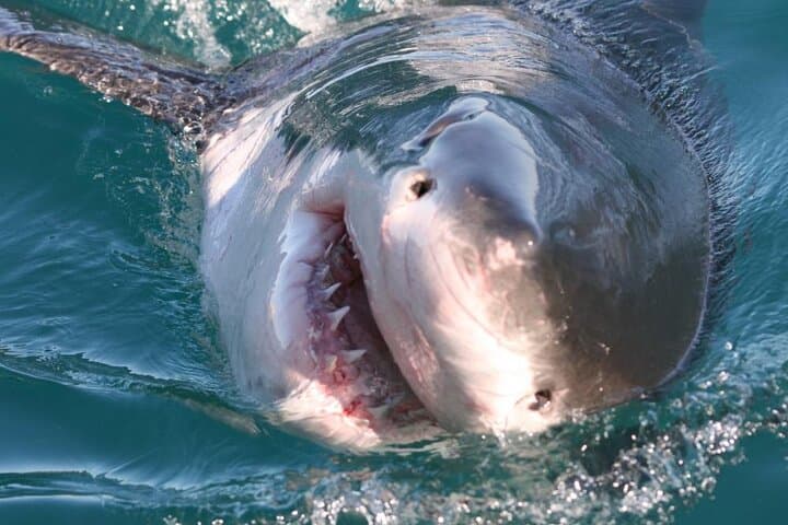 Shark Cage Diving