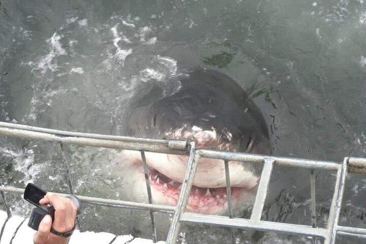 Shark Cage Diving
