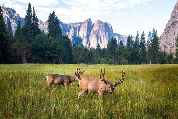 Yosemite National Park Self-Guided Audio Tour