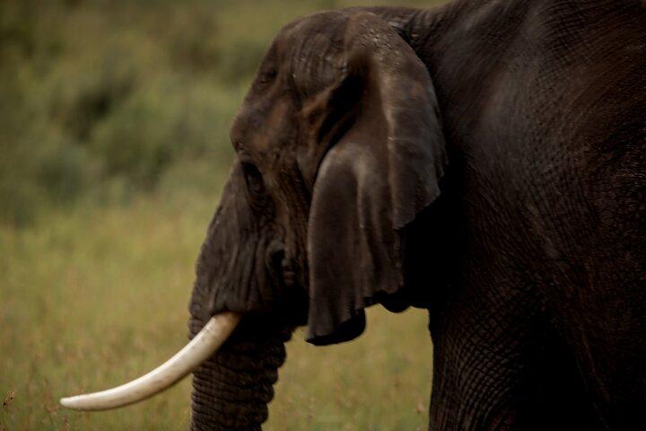 Safari de 3 días al lago Tarangire Manyara y al cráter Ngorongoro