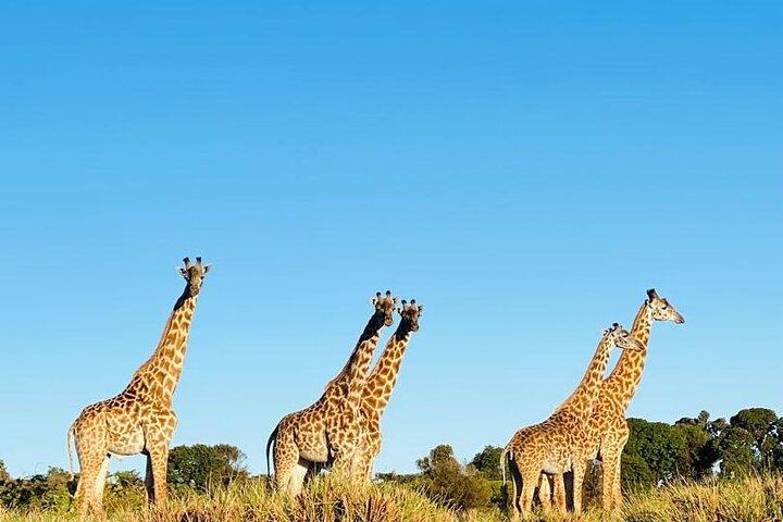 Safari de 3 días al lago Tarangire Manyara y al cráter Ngorongoro