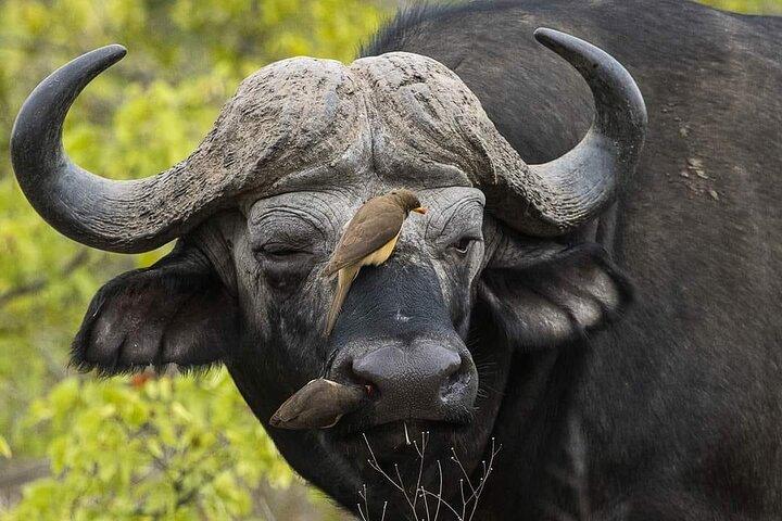 3 días explora Zambia Zimbabwe y el parque Chobe en Botswana