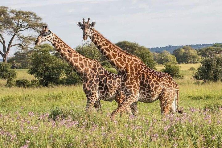 3 días explora Zambia Zimbabwe y el parque Chobe en Botswana