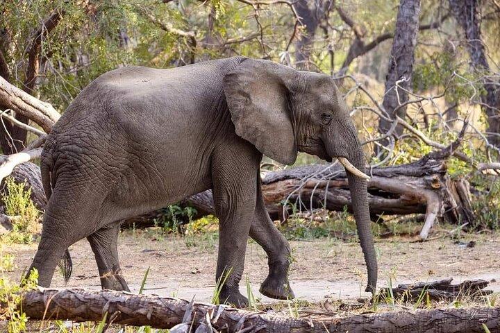3 días explora Zambia Zimbabwe y el parque Chobe en Botswana