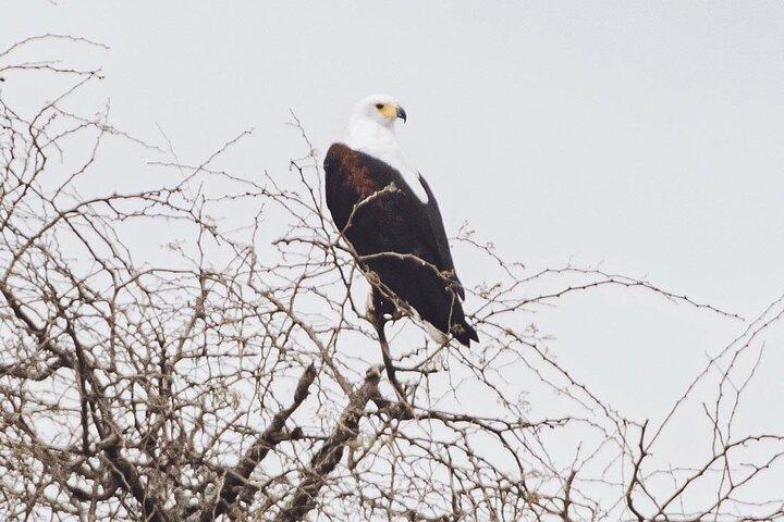 3 días explora Zambia Zimbabwe y el parque Chobe en Botswana