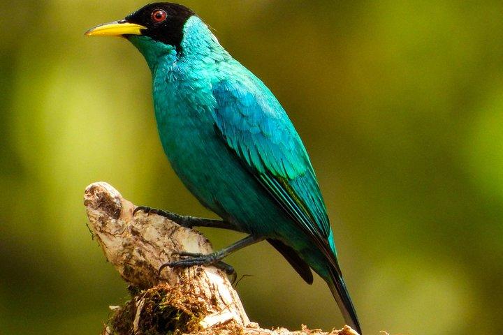 Photography and bird watching experience in Esquipulas
