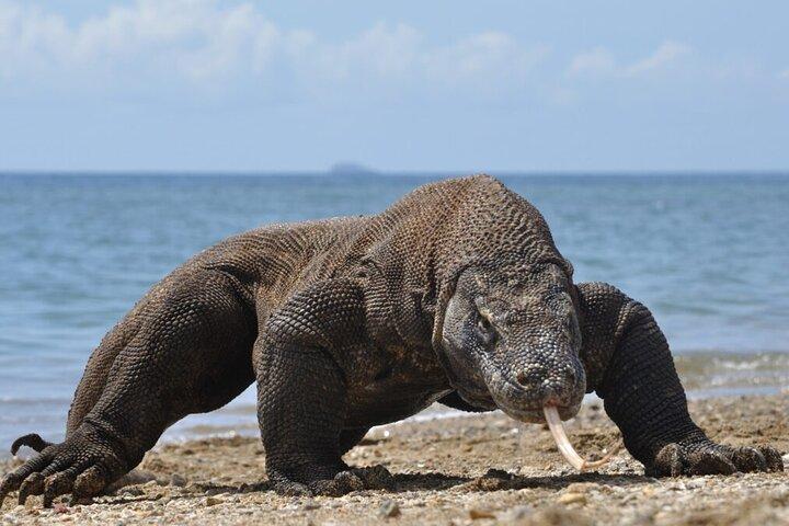 Viagem de Lombok a Komodo 4 dias 3 noites
