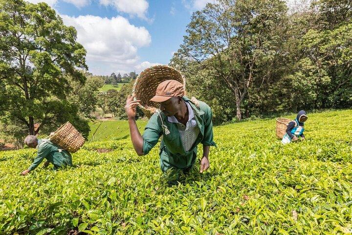 Ab Nairobi: Tour zur Teefarm Kiambethu