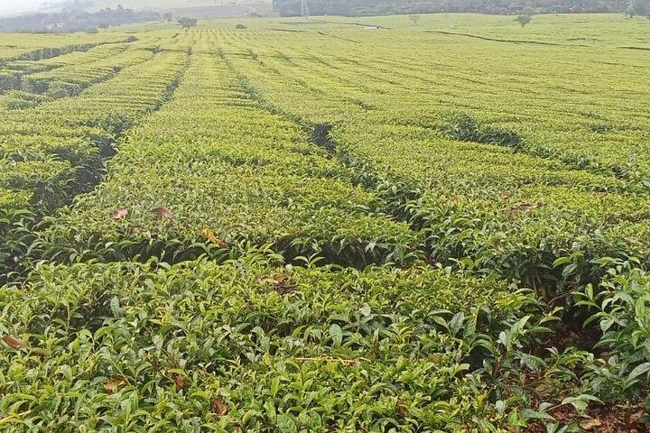 Ab Nairobi: Tour zur Teefarm Kiambethu