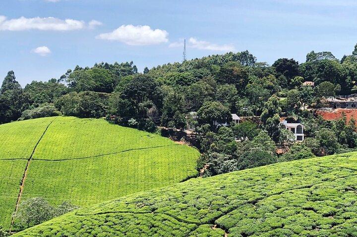 Ab Nairobi: Tour zur Teefarm Kiambethu