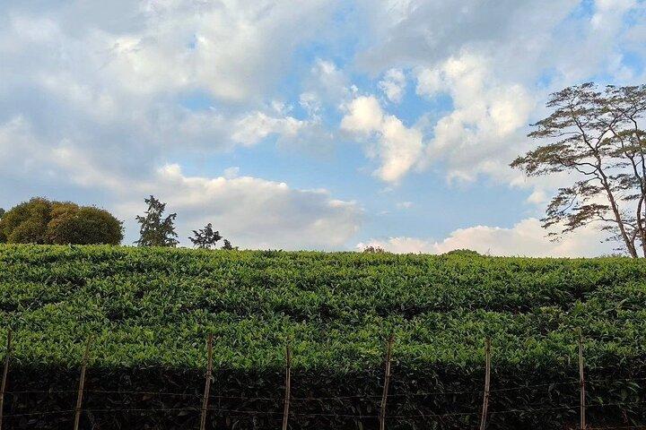 Ab Nairobi: Tour zur Teefarm Kiambethu