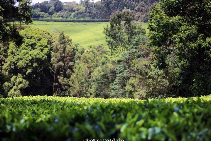 Ab Nairobi: Tour zur Teefarm Kiambethu