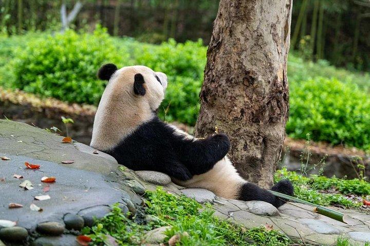 Chengdu Panda Base visit Sichuan cuisine learning experience