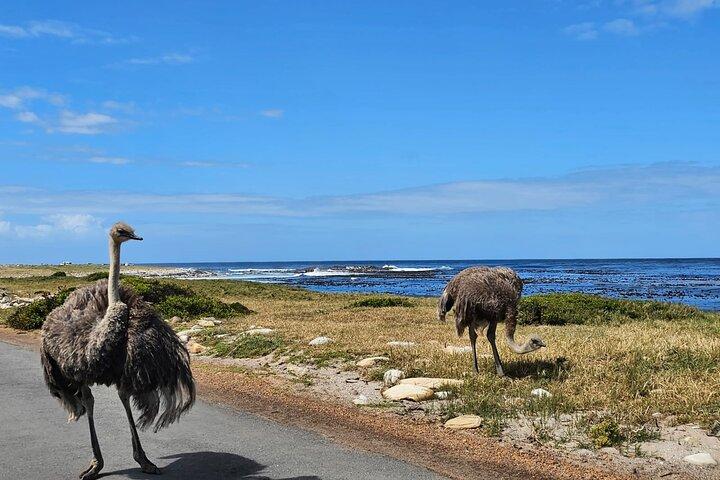 Visite privée de la péninsule du Cap : Cape Point & Boulders Penguins