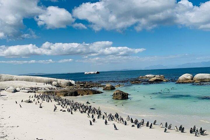 Visite privée de la péninsule du Cap : Cape Point & Boulders Penguins