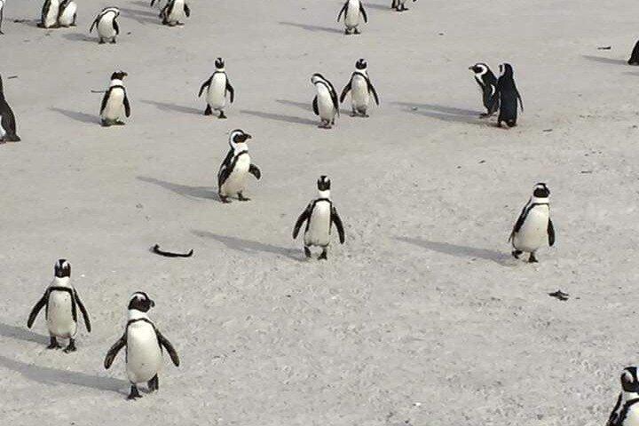Visite privée de la péninsule du Cap : Cape Point & Boulders Penguins