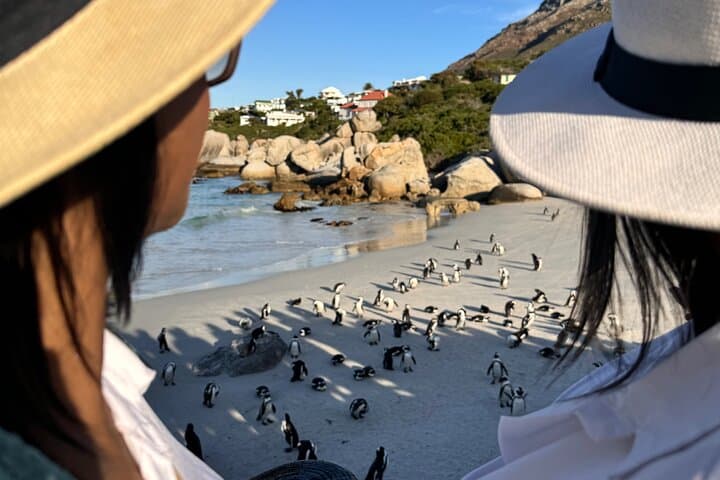 Table Mountain, Penguins & Muizenberg Beach Private Half Day Tour