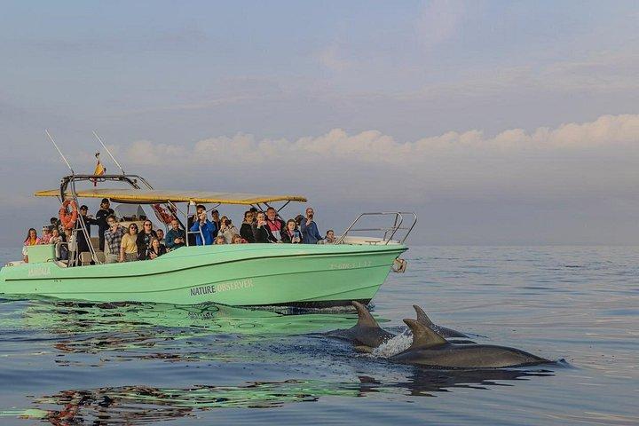 Mallorca: Fast-Boat Dolphin Watching with Sunrise Option
