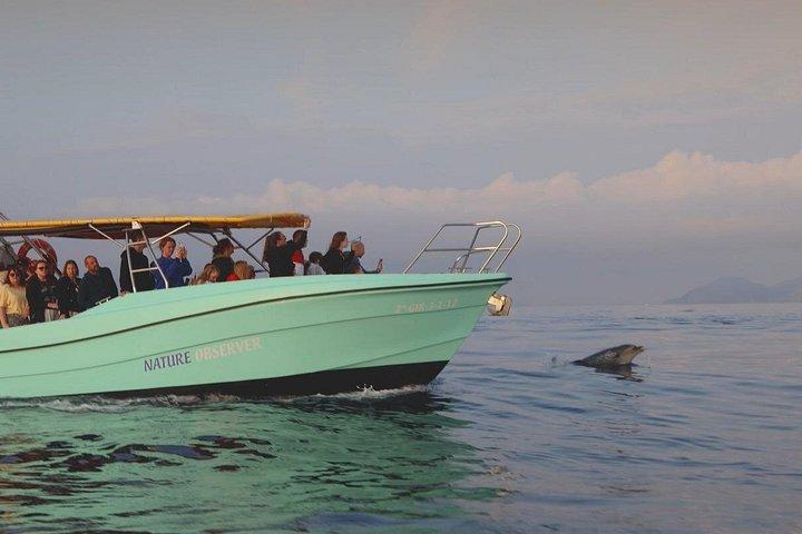 Mallorca: Fast-Boat Dolphin Watching with Sunrise Option