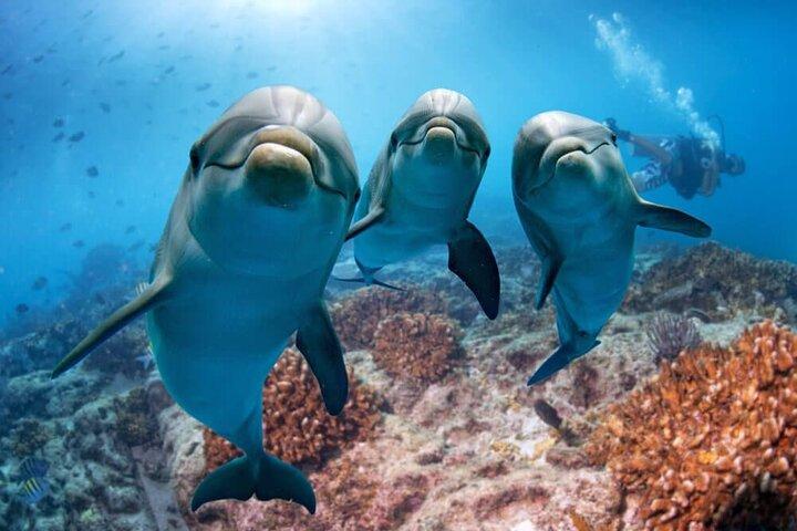サマダイ礁-ドルフィンハウスダイビング＆シュノーケリングツアー_マルサアラム