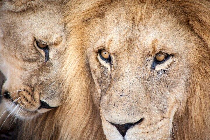 Big 5 Game Reserve Safari Fulddagstur og frokost