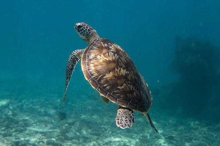 Aqua Adventure – Tour privato del Nord e scoperta delle tartarughe con pranzo