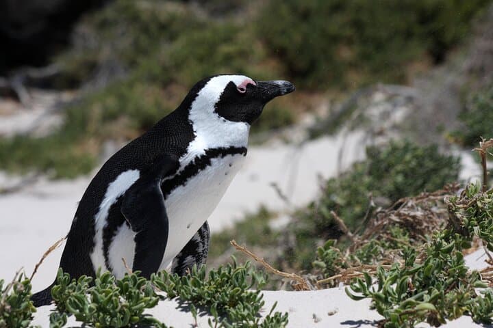 Table Mountain Boulder's Beach and Cape Point