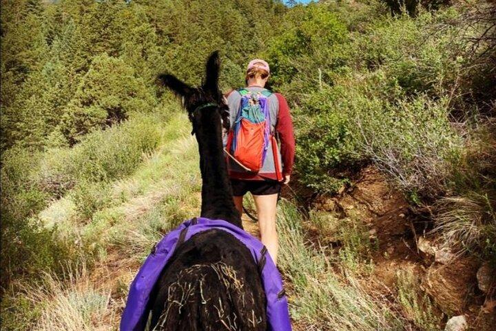 Guidet lamavandring i Rocky Mountains