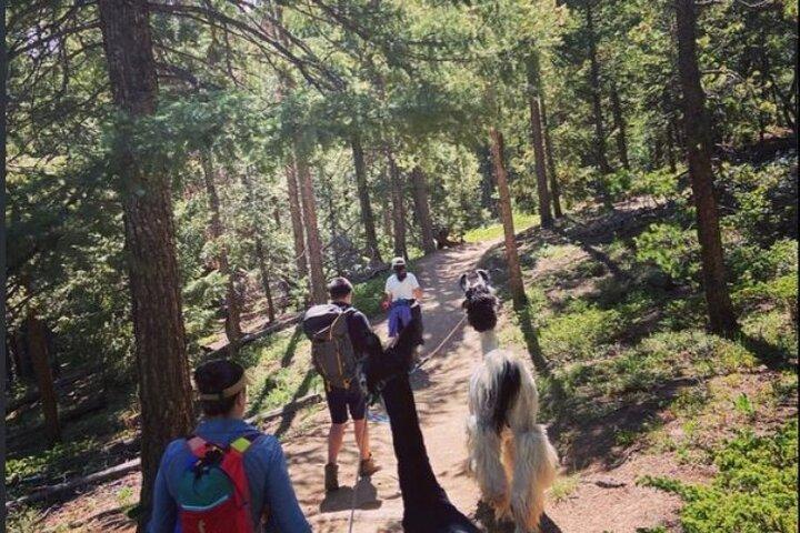 Guidet lamavandring i Rocky Mountains