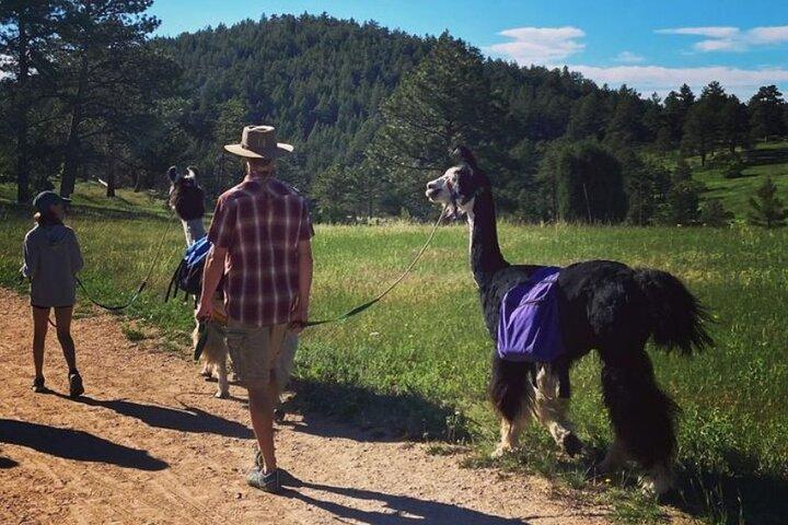 Begeleide lamawandeling in de Rocky Mountains