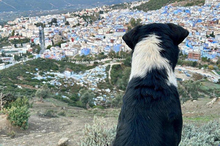 Exclusive Guided Tour to Chefchaouen From Tangier